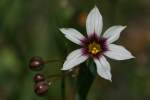 Prairie Blue-eyed Grass