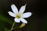 White Blue-eyed Grass