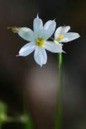 White Blue-eyed Grass