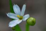 White Blue-eyed Grass