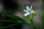 White Blue-eyed Grass