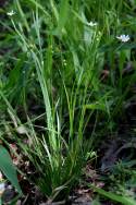 White Blue-eyed Grass