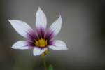 Prairie Blue-eyed Grass