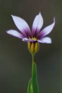 Prairie Blue-eyed Grass