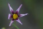 Prairie Blue-eyed Grass