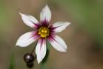 Prairie Blue-eyed Grass