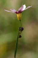 Prairie Blue-eyed Grass