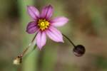 Eastern Blue-eyed Grass