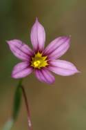 Eastern Blue-eyed Grass