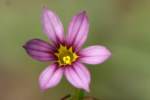 Eastern Blue-eyed Grass