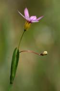 Eastern Blue-eyed Grass