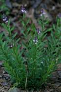 Racemed Milkwort