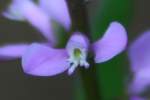 Racemed Milkwort