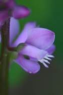 Racemed Milkwort