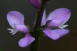 Racemed Milkwort