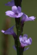 Texas Vervain