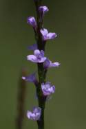 Texas Vervain