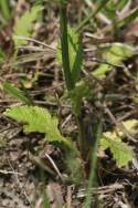 Texas Vervain