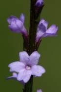 Texas Vervain