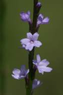 Texas Vervain