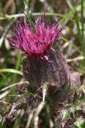 Bull Thistle