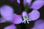 Racemed Milkwort