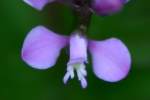 Racemed Milkwort