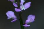 Racemed Milkwort