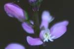 Racemed Milkwort