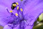 Bluejacket Spiderwort