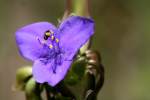 Bluejacket Spiderwort