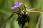 Bluejacket Spiderwort