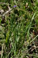 Bluejacket Spiderwort