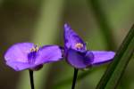 Bluejacket Spiderwort