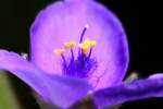 Bluejacket Spiderwort