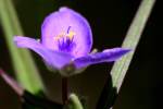 Bluejacket Spiderwort