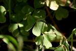 Violet Wood Sorrel