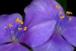 Bluejacket Spiderwort