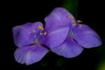 Bluejacket Spiderwort