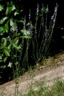 Texas Vervain