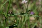 Texas Vervain