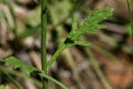 Texas Vervain