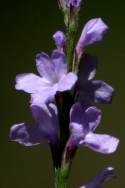 Texas Vervain