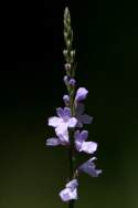 Texas Vervain