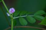 Narrow-leaved Vetch