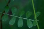 Narrow-leaved Vetch