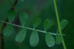 Narrow-leaved Vetch