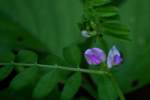 Narrow-leaved Vetch