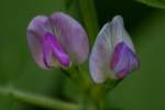 Narrow-leaved Vetch