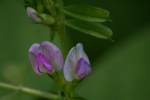 Narrow-leaved Vetch